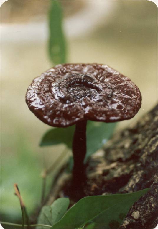 黑紫灵芝