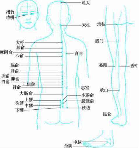 足太阳膀胱经经络示意图