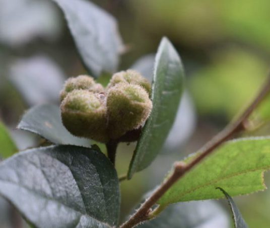 檵木（金缕梅科檵木属植物）