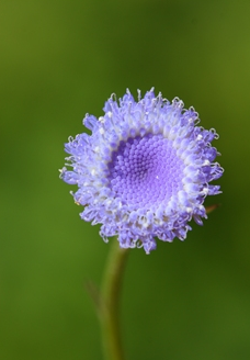 蓝花野茼蒿