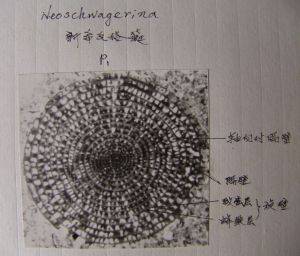 新希瓦格蜓