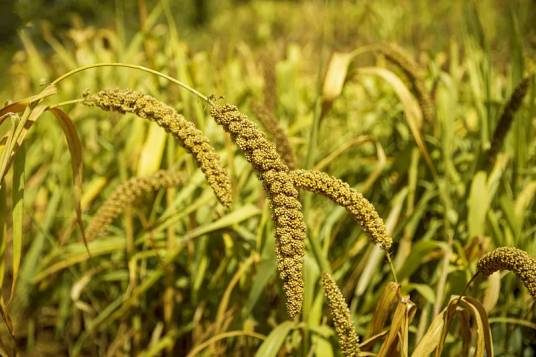 粟（禾本科狗尾草属植物）