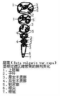 茎根过渡区