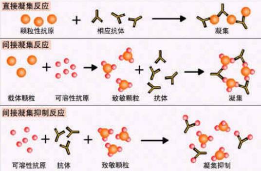 抗人球蛋白试验