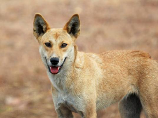 澳洲野犬