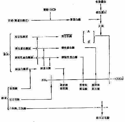 胰蛋白酶