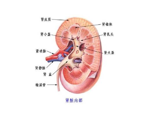 安卡性肾炎