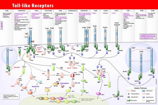 Toll样受体