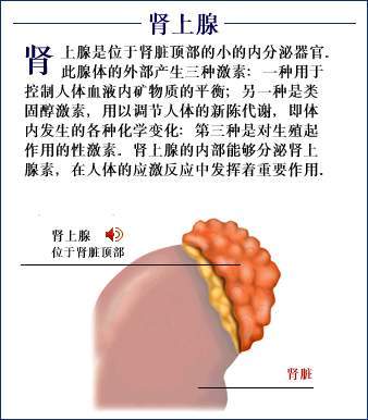 肾上素