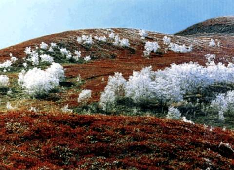 高山苔原景观带