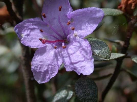 头花杜鹃（杜鹃花科杜鹃花属植物）