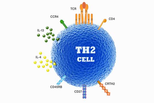 Th2细胞