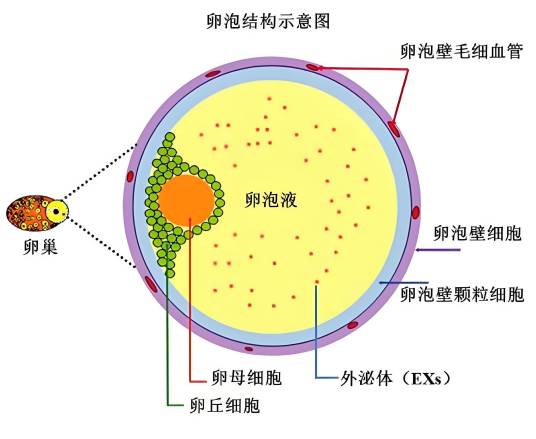 卵母细胞