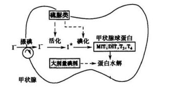 抗甲状腺药物