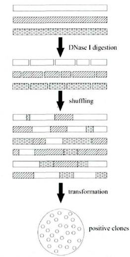 DNA shuffling