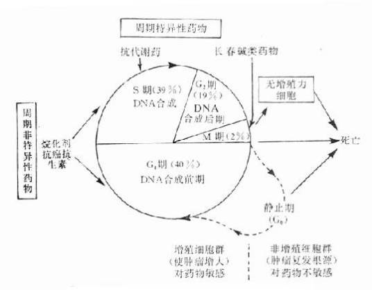 细胞周期素