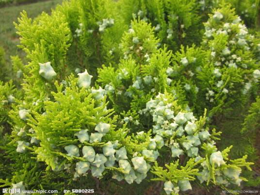 松柏（松柏纲松柏目植物）