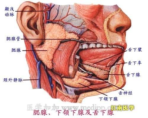 腮腺