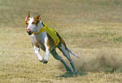 依比沙猎犬