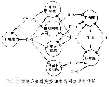 白细胞介素-13