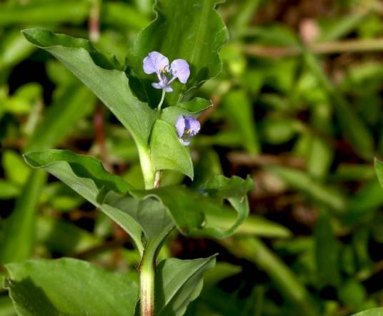 竹节菜（鸭跖草科鸭跖草属植物）