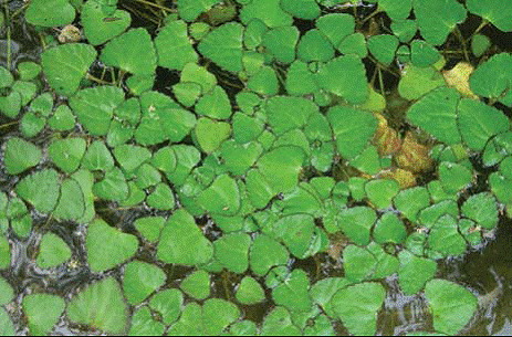 北京湿地植物