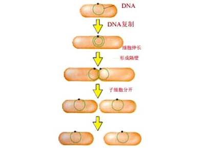 二分裂