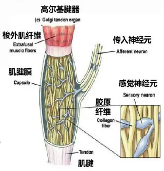 高尔基腱器