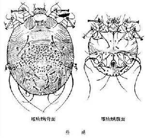疥螨科