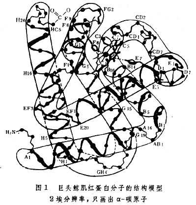 生物大分子