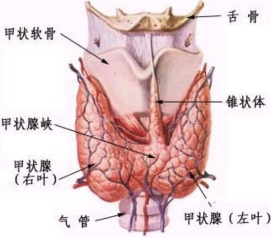 甲亢肌病