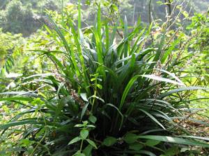 鼻血草（植物物种）