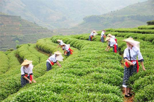 安溪茶叶职业技术学校