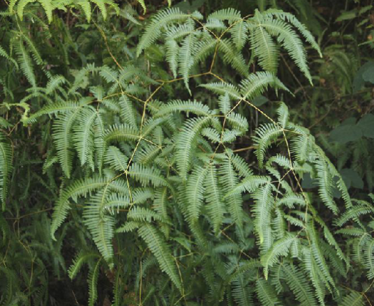 狼萁草（里白科芒萁属植物）