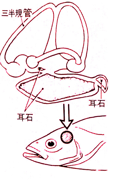 鱼耳