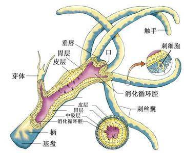 水螅型