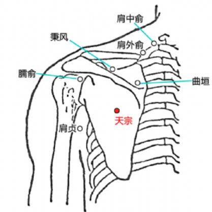 天宗穴