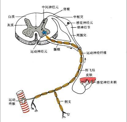 神经组织