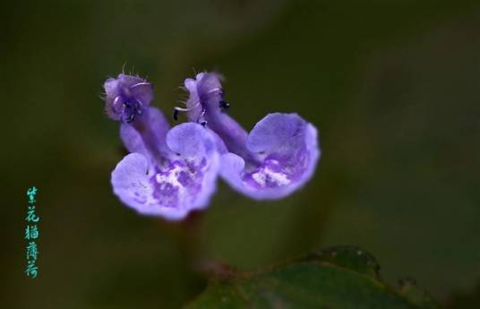 紫花猫薄荷