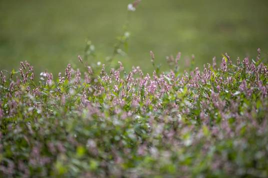 蓼子草（蓼科蓼属植物）