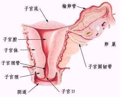 宫腔粘连综合征