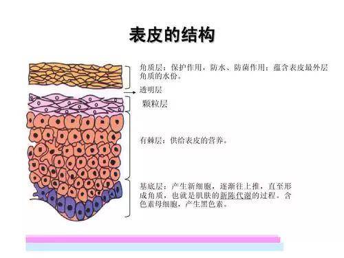 角质化作用