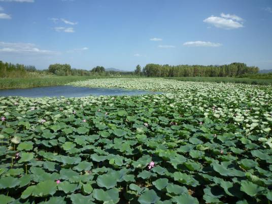 野鸭湖（北京市延庆区湖泊）