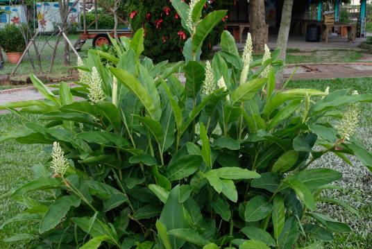 红豆蔻（姜科山姜属植物）