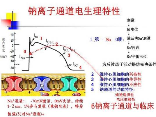 钠离子通道