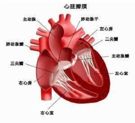 血流动力学障碍