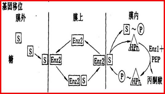 基团移位