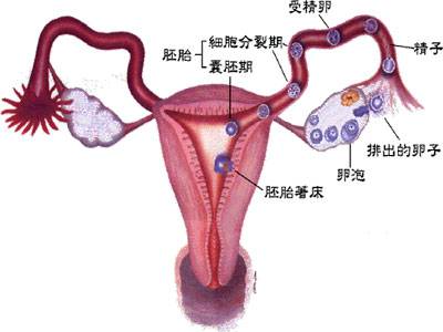 输卵管上举