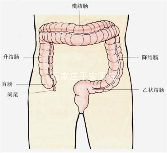 粪便隐血试验