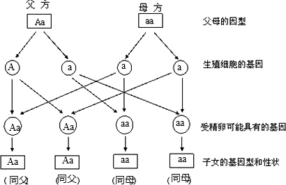 遗传图